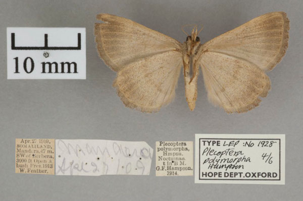 /filer/webapps/moths/media/images/P/polymorpha_Plecoptera_A_OUMNHb_01.jpg