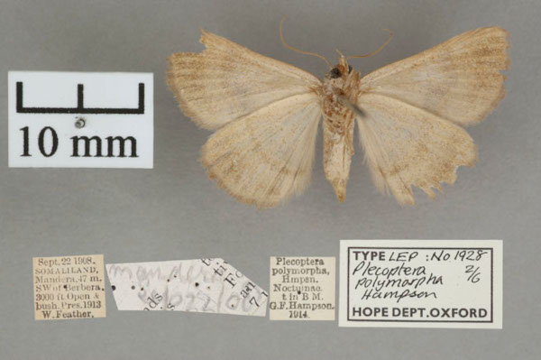 /filer/webapps/moths/media/images/P/polymorpha_Plecoptera_A_OUMNHb_02.jpg