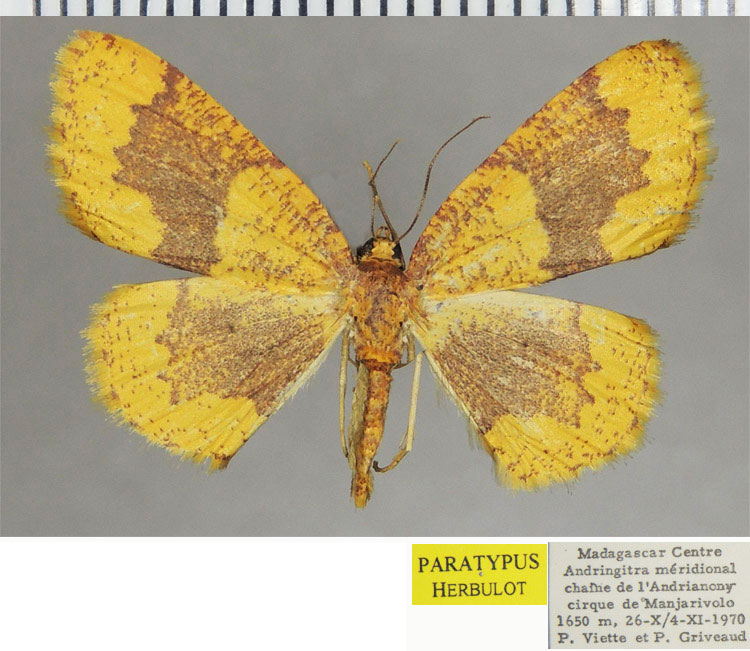 /filer/webapps/moths/media/images/P/polymorpha_Steganomima_PTF_ZSM_02.jpg