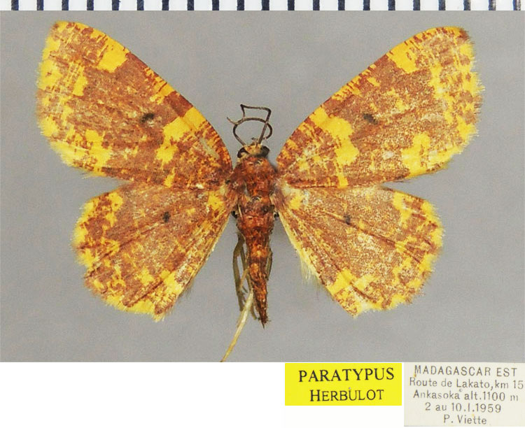 /filer/webapps/moths/media/images/P/polymorpha_Steganomima_PTF_ZSM_03.jpg