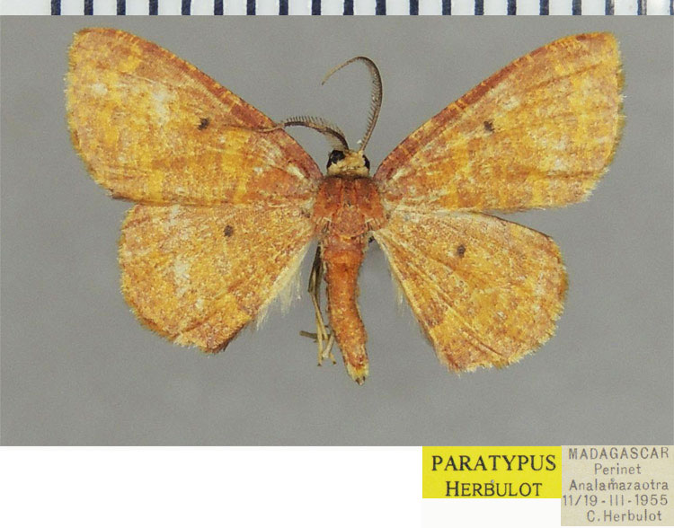 /filer/webapps/moths/media/images/P/polymorpha_Steganomima_PTM_ZSM_01.jpg