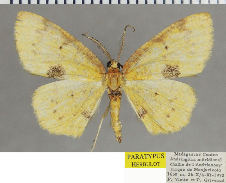 /filer/webapps/moths/media/images/P/polymorpha_Steganomima_PTM_ZSM_02.jpg