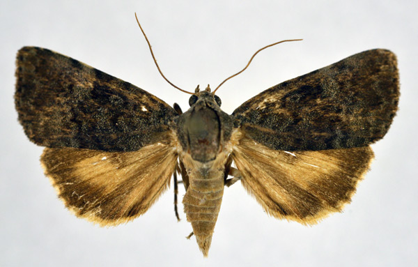 /filer/webapps/moths/media/images/P/polyphaenoides_Aucha_A_NHMO.jpg