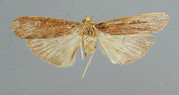 /filer/webapps/moths/media/images/P/polyphemus_Scrancia_HT_RMCA.jpg