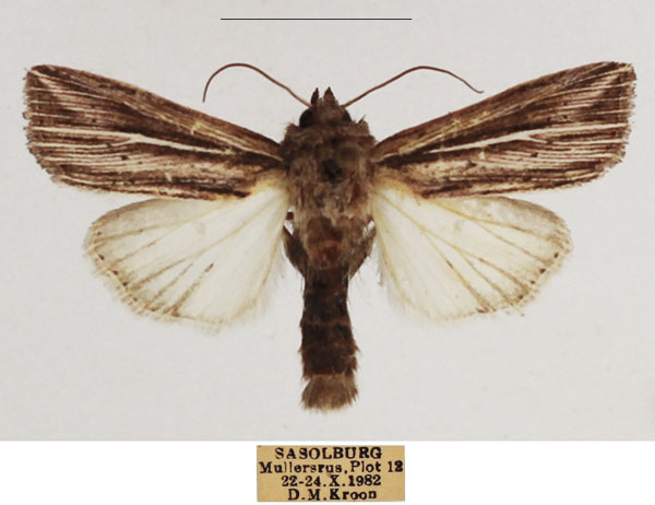 /filer/webapps/moths/media/images/P/polyrabda_Analetia_AM_TMSA_02.jpg