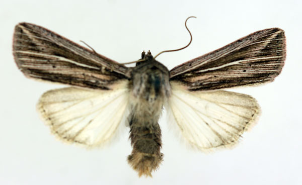 /filer/webapps/moths/media/images/P/polyrabda_Anapoma_AM_ISEA_02.jpg