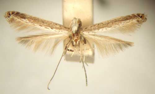 /filer/webapps/moths/media/images/P/polysticha_Graphiocephala_HT_TMSA6085.jpg