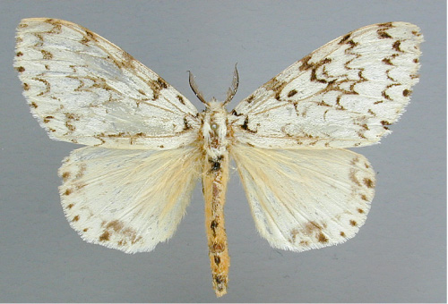 /filer/webapps/moths/media/images/P/polysticta_Lymantica_A_RMCA_01.jpg
