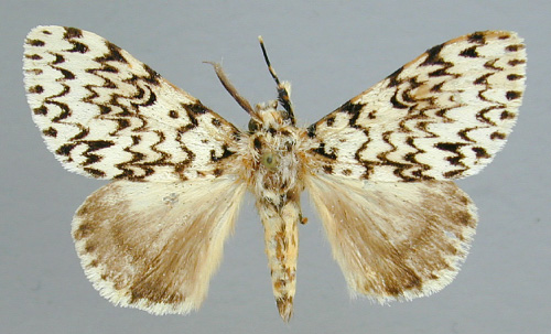 /filer/webapps/moths/media/images/P/polysticta_Lymantica_A_RMCA_02.jpg