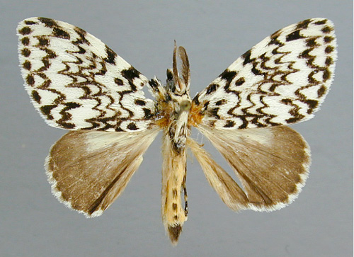 /filer/webapps/moths/media/images/P/polysticta_Lymantica_A_RMCA_03.jpg