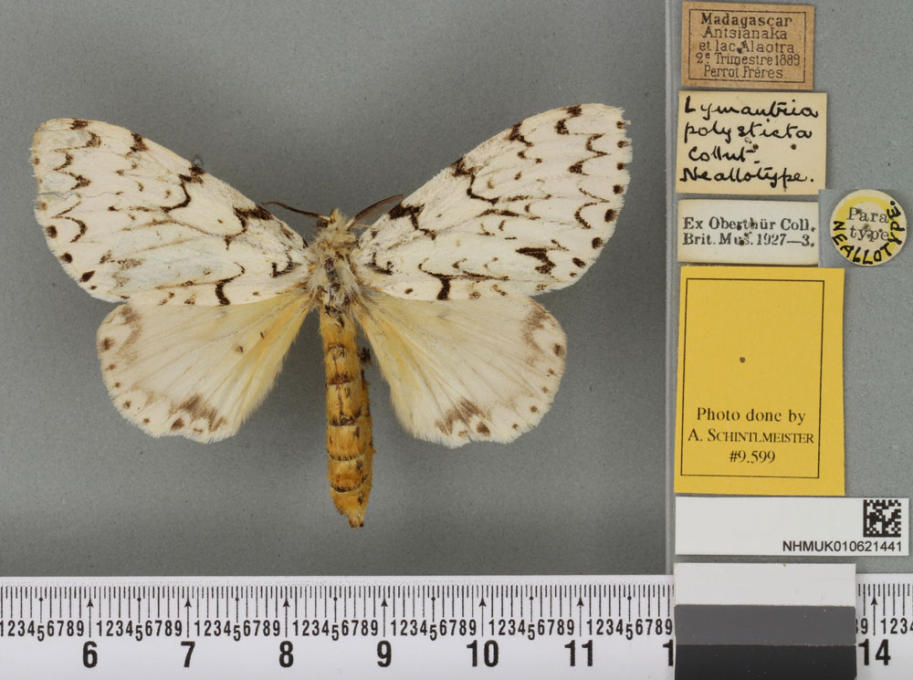 /filer/webapps/moths/media/images/P/polysticta_Lymantria_NAT_BMNHa.jpg