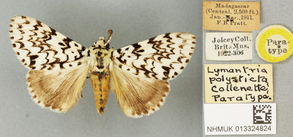 /filer/webapps/moths/media/images/P/polysticta_Lymantria_PTM_BMNH_01a.jpg