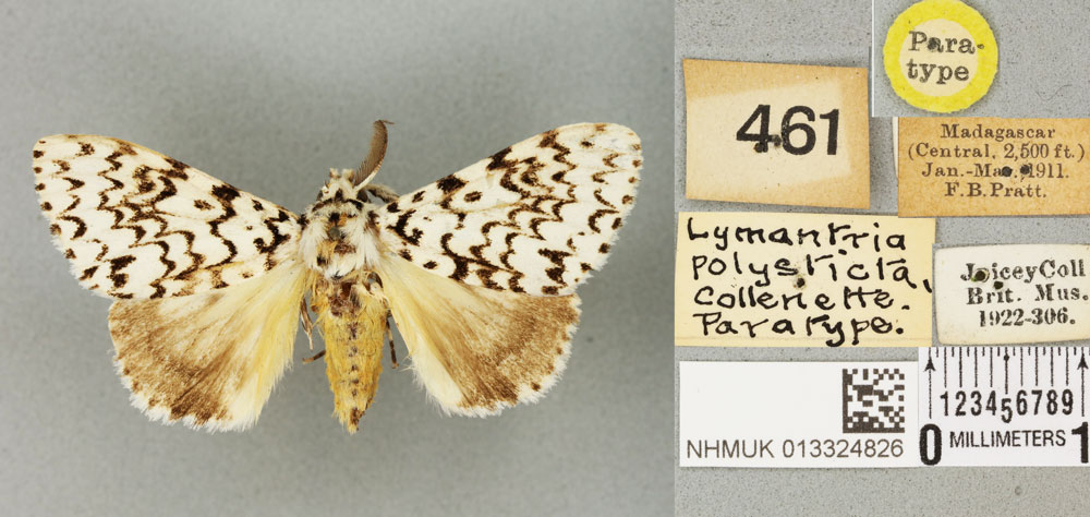 /filer/webapps/moths/media/images/P/polysticta_Lymantria_PTM_BMNH_02a.jpg