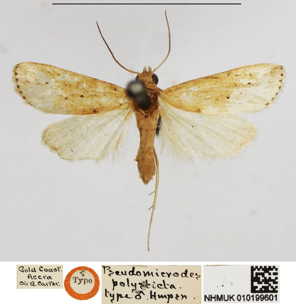 /filer/webapps/moths/media/images/P/polysticta_Pseudomicrodes_HT_NHMUK.jpg