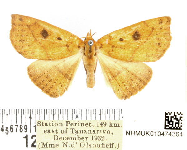 /filer/webapps/moths/media/images/P/polysticta_Ugia_AF_BMNH.jpg