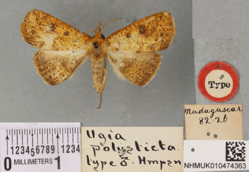 /filer/webapps/moths/media/images/P/polysticta_Ugia_HT_BMNH.jpg