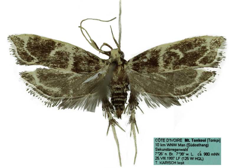 /filer/webapps/moths/media/images/P/polystriana_Dragmatucha_HT_SDEI.jpg