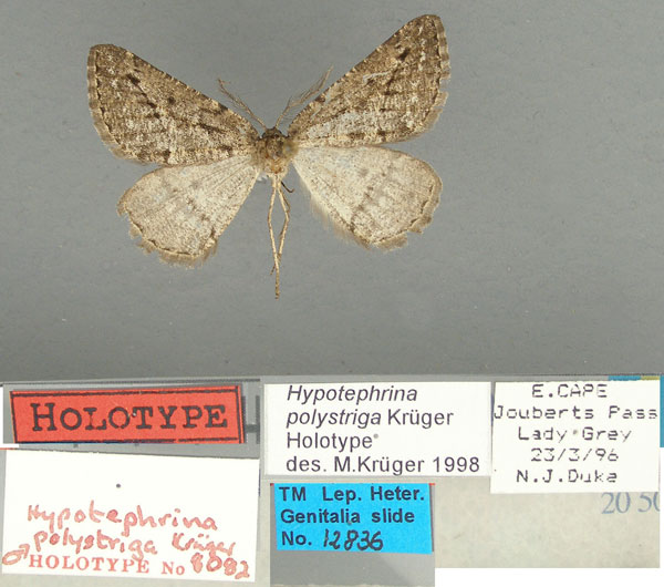 /filer/webapps/moths/media/images/P/polystriga_Hypotephrina_HT_TMSA.jpg