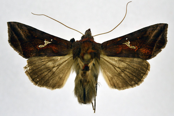 /filer/webapps/moths/media/images/P/polyteles_Ctenoplusia_AM_NHMO.jpg