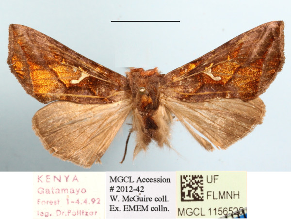 /filer/webapps/moths/media/images/P/polyteles_Ctenoplusia_A_MGCLa_01.JPG