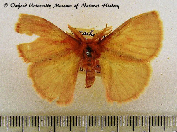 /filer/webapps/moths/media/images/P/pomona_Decachorda_A_OUMNH.jpg