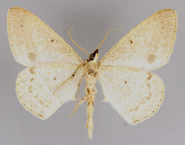 /filer/webapps/moths/media/images/P/pontias_Conolophia_A_ZSM_02.jpg