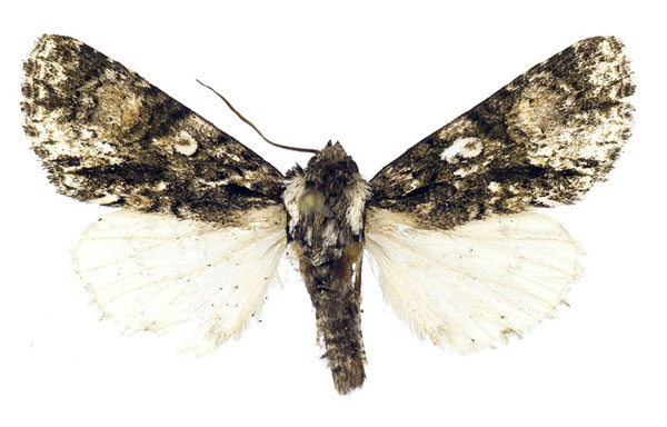 /filer/webapps/moths/media/images/P/ponticamima_Berionycta_HT_Behounek.jpg