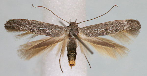 /filer/webapps/moths/media/images/P/popensis_Scythris_AF_Bengtsson.jpg