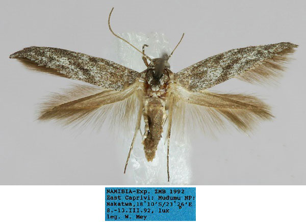 /filer/webapps/moths/media/images/P/popensis_Scythris_HT_ZMHB_xCOgTjL.jpg