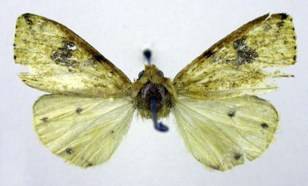 /filer/webapps/moths/media/images/P/popoudina_Pericaliella_HT_SZMN.jpg