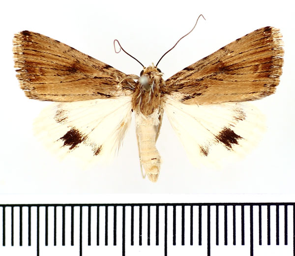 /filer/webapps/moths/media/images/P/popovi_Anumeta_AM_BMNH.jpg