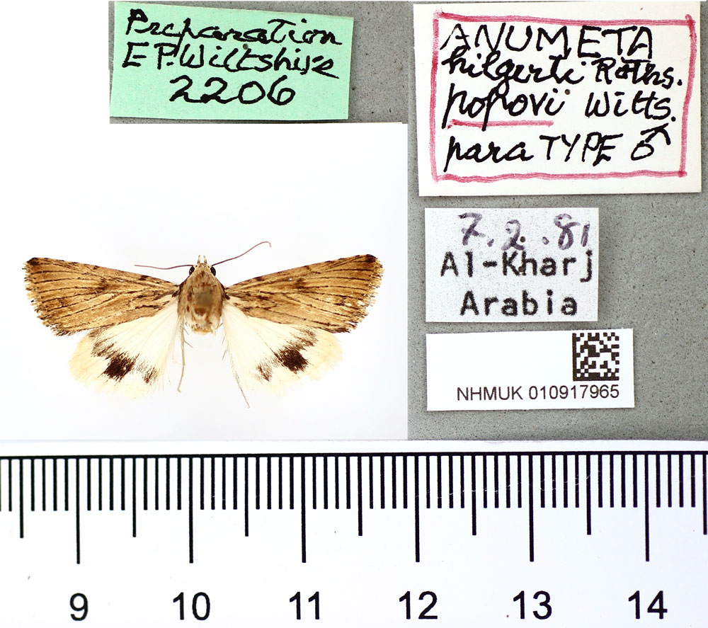 /filer/webapps/moths/media/images/P/popovi_Anumeta_PTM_BMNH.jpg