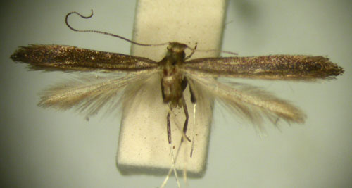 /filer/webapps/moths/media/images/P/porphyranthes_Caloptilia_HT_TMSA2600.jpg