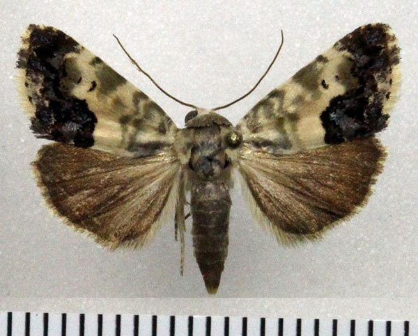 /filer/webapps/moths/media/images/P/porphyrea_Acontia_AF_Fiebig.jpg