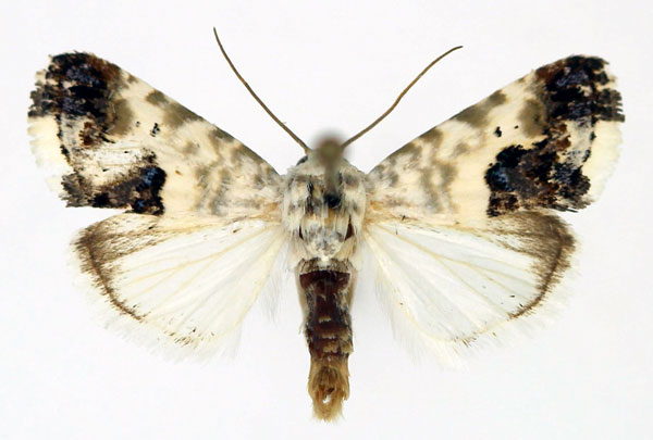 /filer/webapps/moths/media/images/P/porphyrea_Acontia_AM_Aulombard.jpg