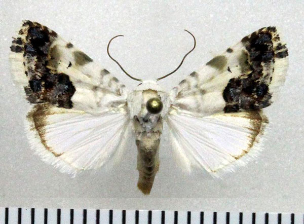 /filer/webapps/moths/media/images/P/porphyrea_Acontia_AM_Fiebig.jpg