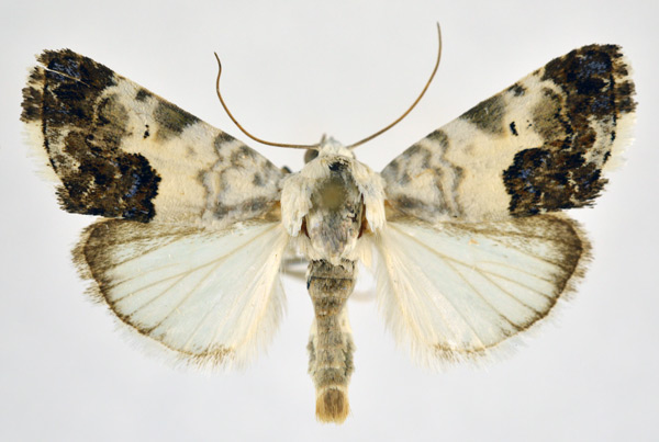 /filer/webapps/moths/media/images/P/porphyrea_Acontia_AM_NHMO.jpg