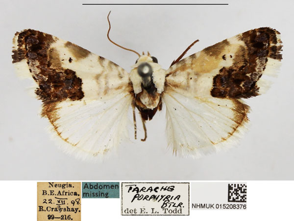 /filer/webapps/moths/media/images/P/porphyrea_Acontia_AM_NHMUK.jpg