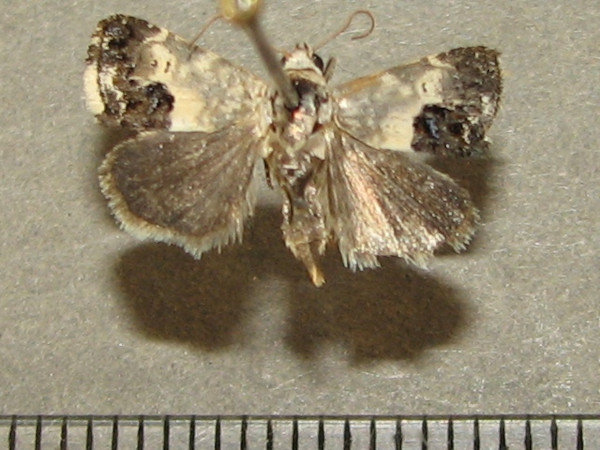 /filer/webapps/moths/media/images/P/porphyrea_Acontia_A_Goff.jpg