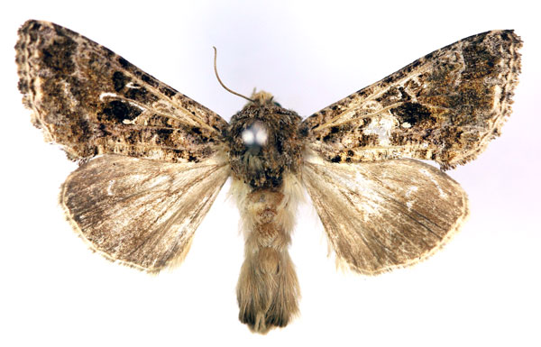/filer/webapps/moths/media/images/P/porphyrea_Agrapha_AM_RMCA.jpg