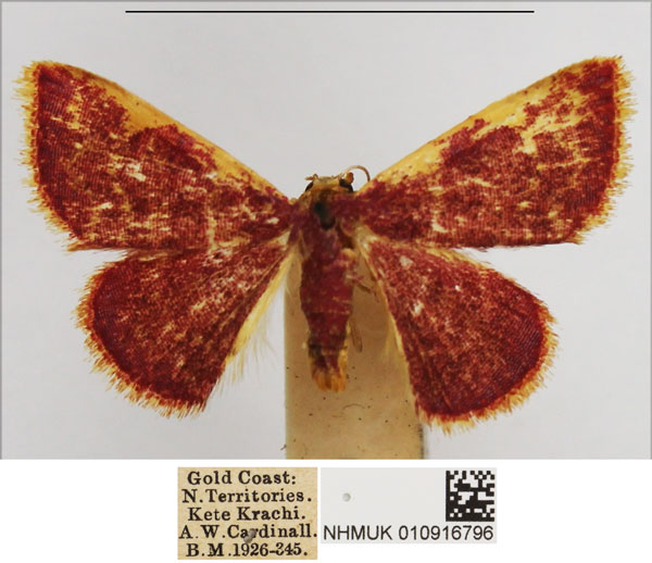 /filer/webapps/moths/media/images/P/porphyrea_Corgatha_AM_NHMUK.jpg