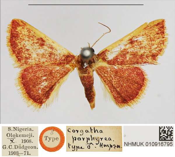 /filer/webapps/moths/media/images/P/porphyrea_Corgatha_HT_NHMUK.jpg