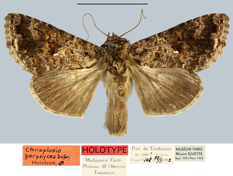 /filer/webapps/moths/media/images/P/porphyrea_Ctenoplusia_HT_MNHN.jpg