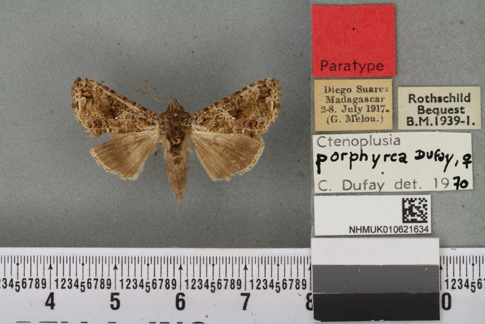 /filer/webapps/moths/media/images/P/porphyrea_Ctenoplusia_PTF_BMNH_02a.jpg