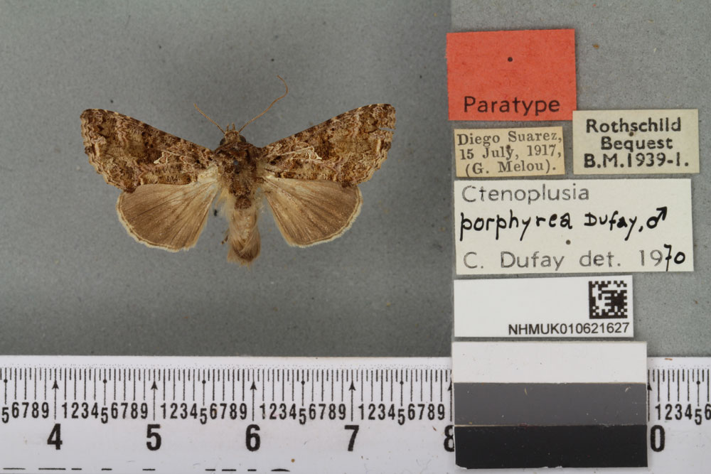 /filer/webapps/moths/media/images/P/porphyrea_Ctenoplusia_PTM_BMNH_02a.jpg