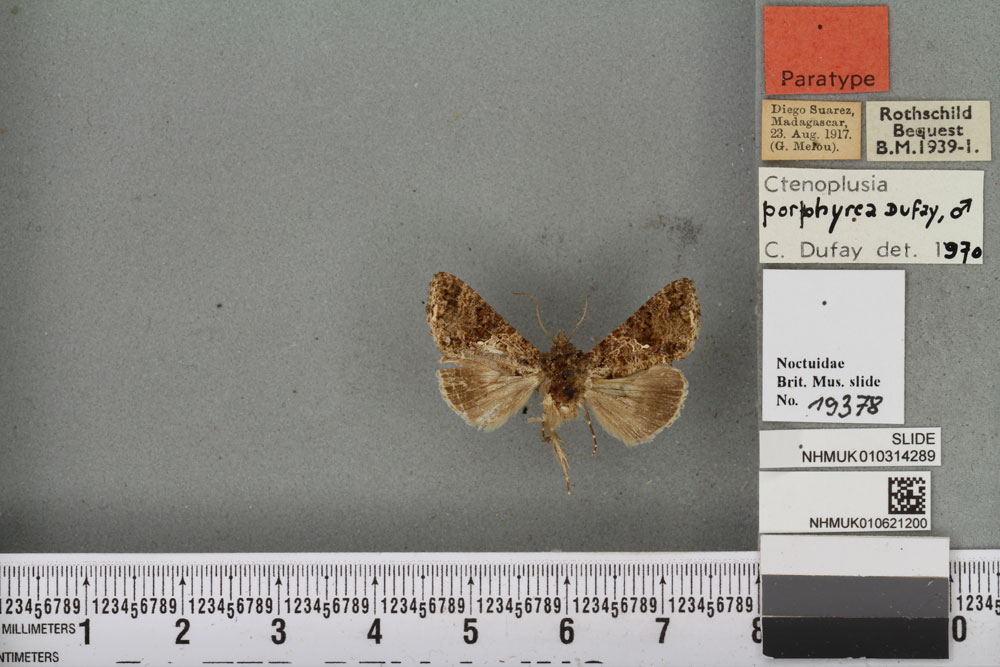 /filer/webapps/moths/media/images/P/porphyrea_Ctenoplusia_PT_BMNHa.jpg