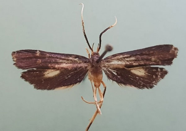 /filer/webapps/moths/media/images/P/porphyrea_Ptilothyris_HT_RMCA.jpg