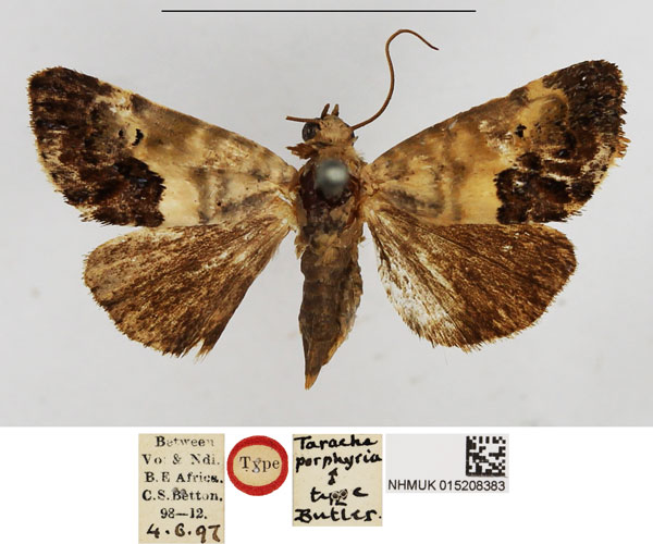 /filer/webapps/moths/media/images/P/porphyrea_Tarache_STF_NHMUK.jpg