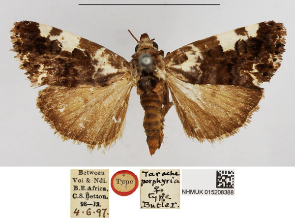 /filer/webapps/moths/media/images/P/porphyrea_Tarache_STF_NHMUK_02.jpg