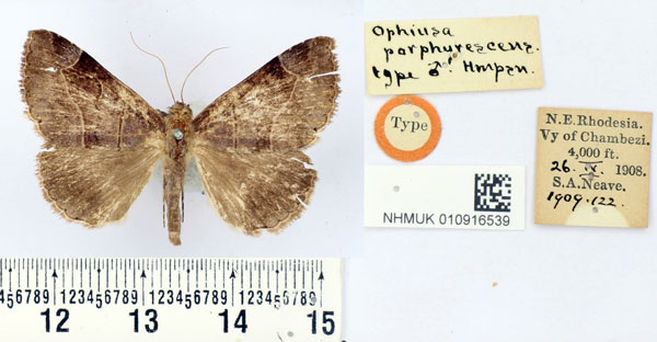 /filer/webapps/moths/media/images/P/porphyrescens_Ophiusa_HT_BMNH.jpg